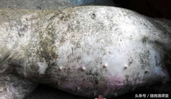 猪肚子胀像皮球怎么办,猪肚子一鼓一鼓的是怎么回事