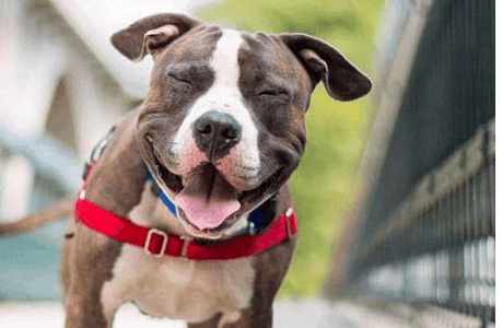 夏季狗狗耳道炎预防只治疗建议！