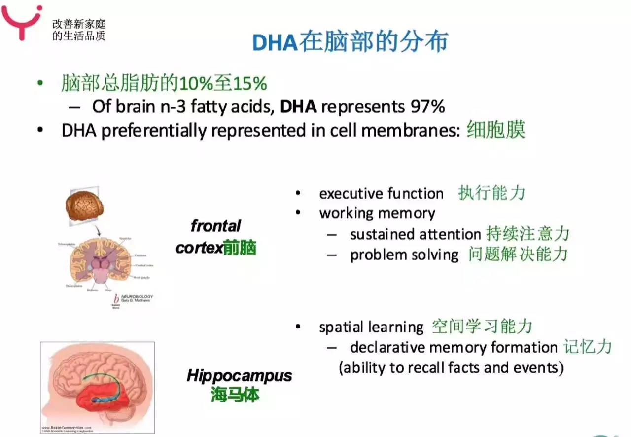 孩子大脑发育的三个关键期,孩子大脑发育关注力不集中