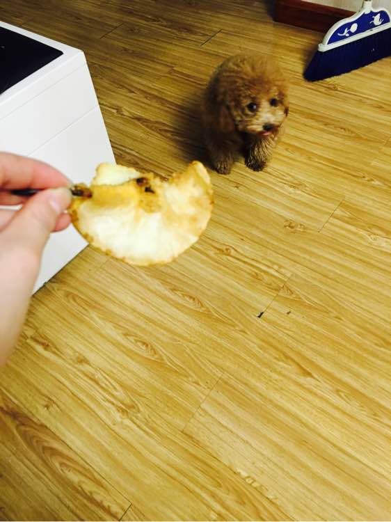 狗狗怀孕40天肚子多大泰迪,怀孕的狗狗生产要多久