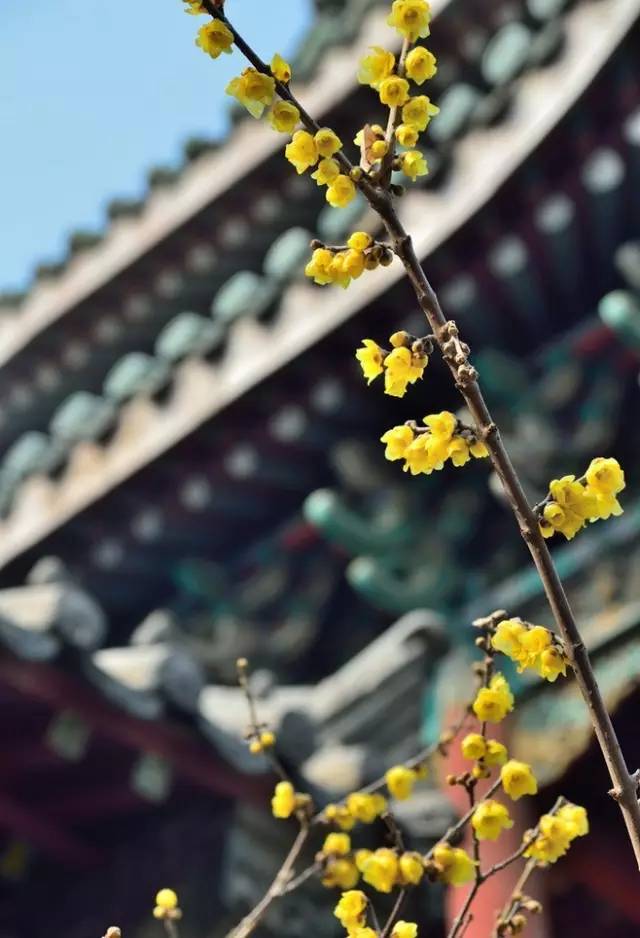 为什么说腊梅是梅花,陆游眼中的梅花是怎样的