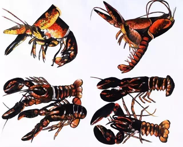 龙虾一晚上就死亡大半是什么原因,龙虾没有身体还会活着吗