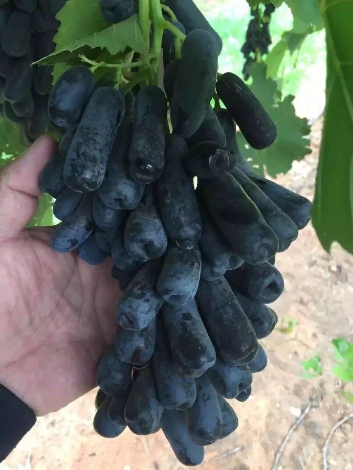 澳洲金手指黑提大概多少钱一斤,澳洲金手指黑提国内能种吗