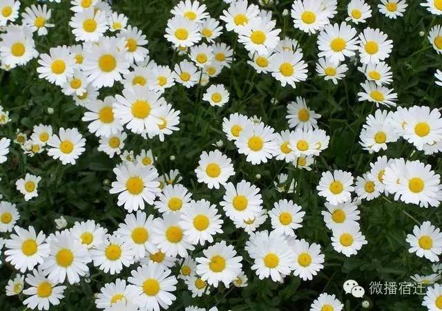 三台山五月盛开的花,5月宿迁三台山开什么花