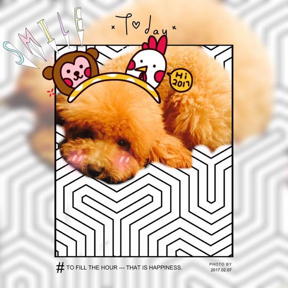 狗狗怀孕40天肚子多大泰迪,怀孕的狗狗生产要多久