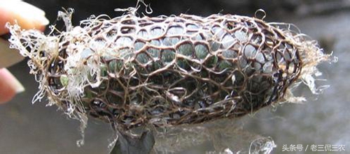 这像毛毛虫的野味，谁见过？又有谁敢吃？我是不止吃过一次，香！