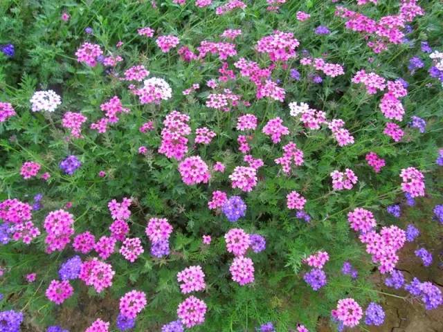 三台山五月盛开的花,5月宿迁三台山开什么花