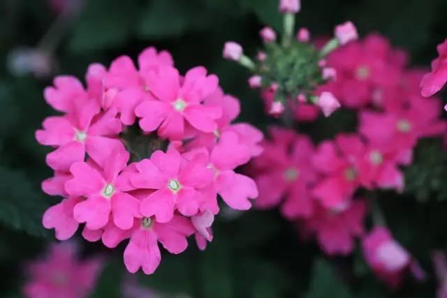 三台山五月盛开的花,5月宿迁三台山开什么花