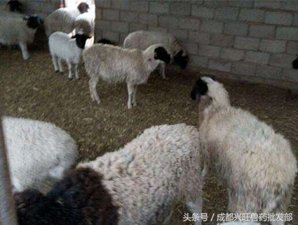 羊尿不出，考虑是否是尿结石，以及如何预防