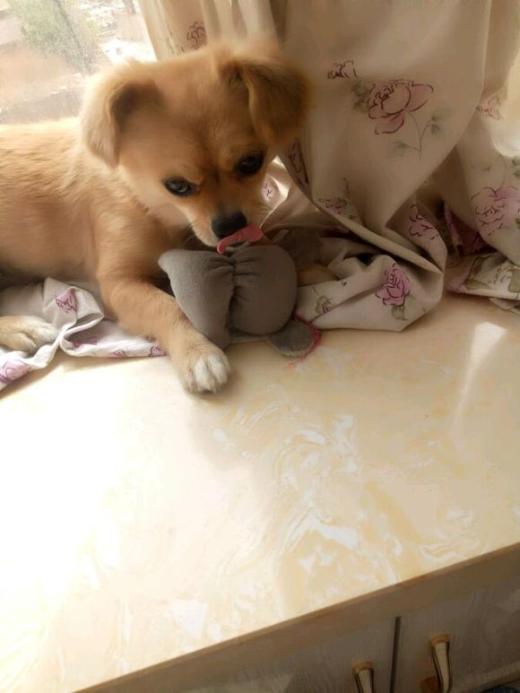 50块钱买的小土狗，得了细小后一周就痊愈了，不比那些名犬低贱