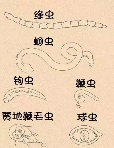 狗狗便血了？！养宠一定要知道的狗狗血便原因