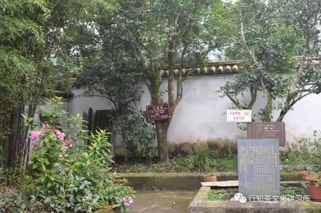 三大沱茶是哪些茶类的产地,沱茶基本知识