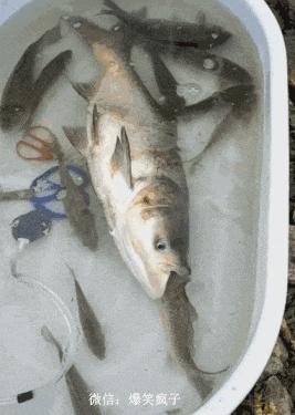 我有一个大胆的想法完整,我有一个大胆的想法幽默搞笑