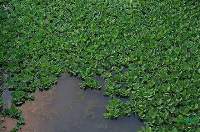 如何防止入侵生物,靠吃货能解决生物入侵吗