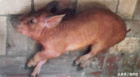 兽医让动物起死回生,兽医起死回生