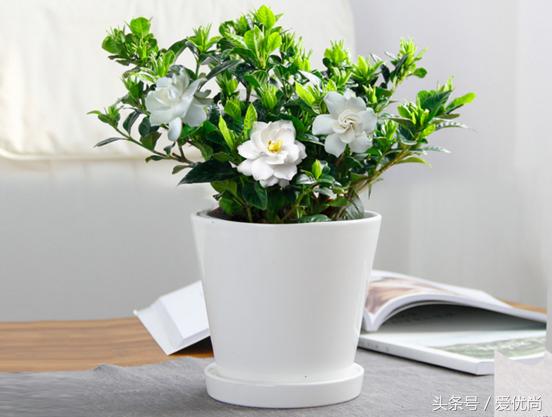 栀子花叶子发黄干枯是怎么回事,栀子花移栽后叶子蔫发黄怎么办