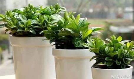 栀子花叶子发黄干枯是怎么回事,栀子花移栽后叶子蔫发黄怎么办