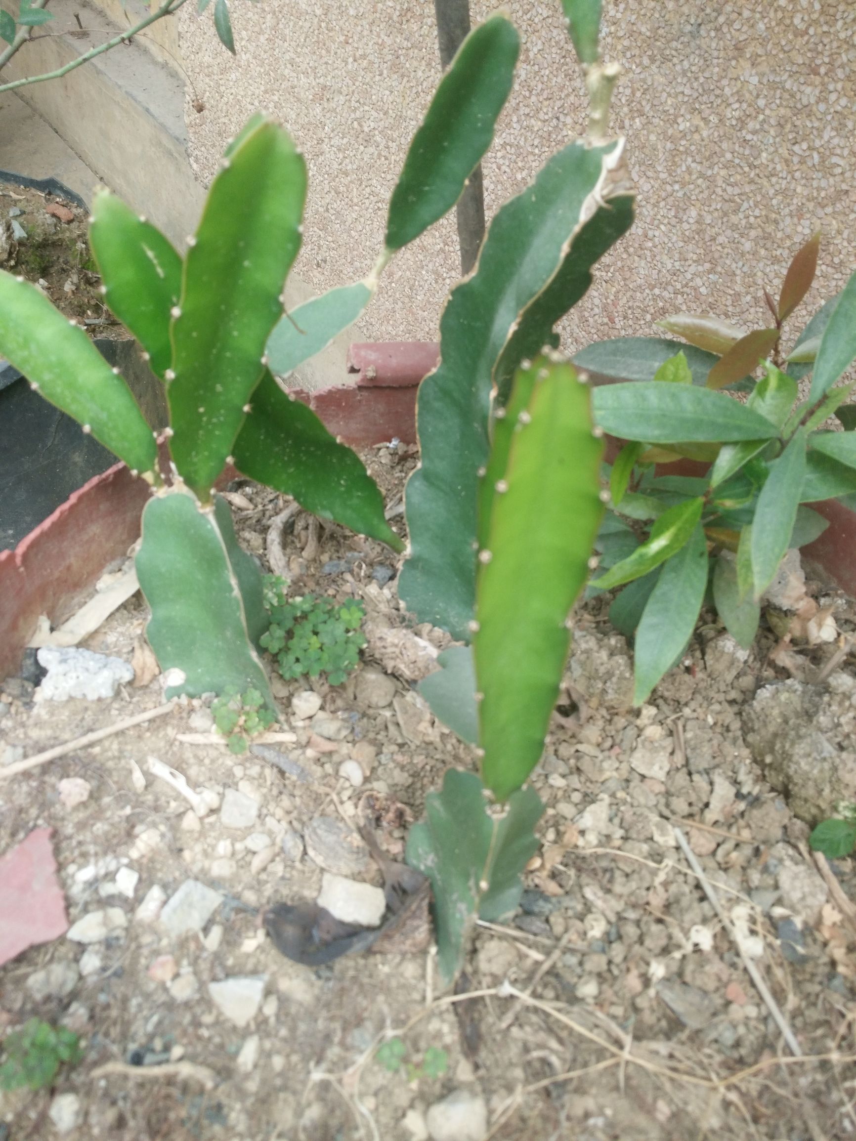 火龙果扦插多久能发芽,第一次种火龙果居然发芽的说说