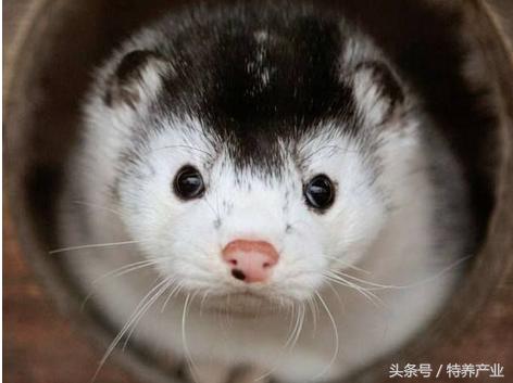 水貂喂什么,水貂养殖配料有哪些