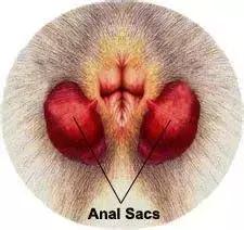 狗狗便血了？！养宠一定要知道的狗狗血便原因