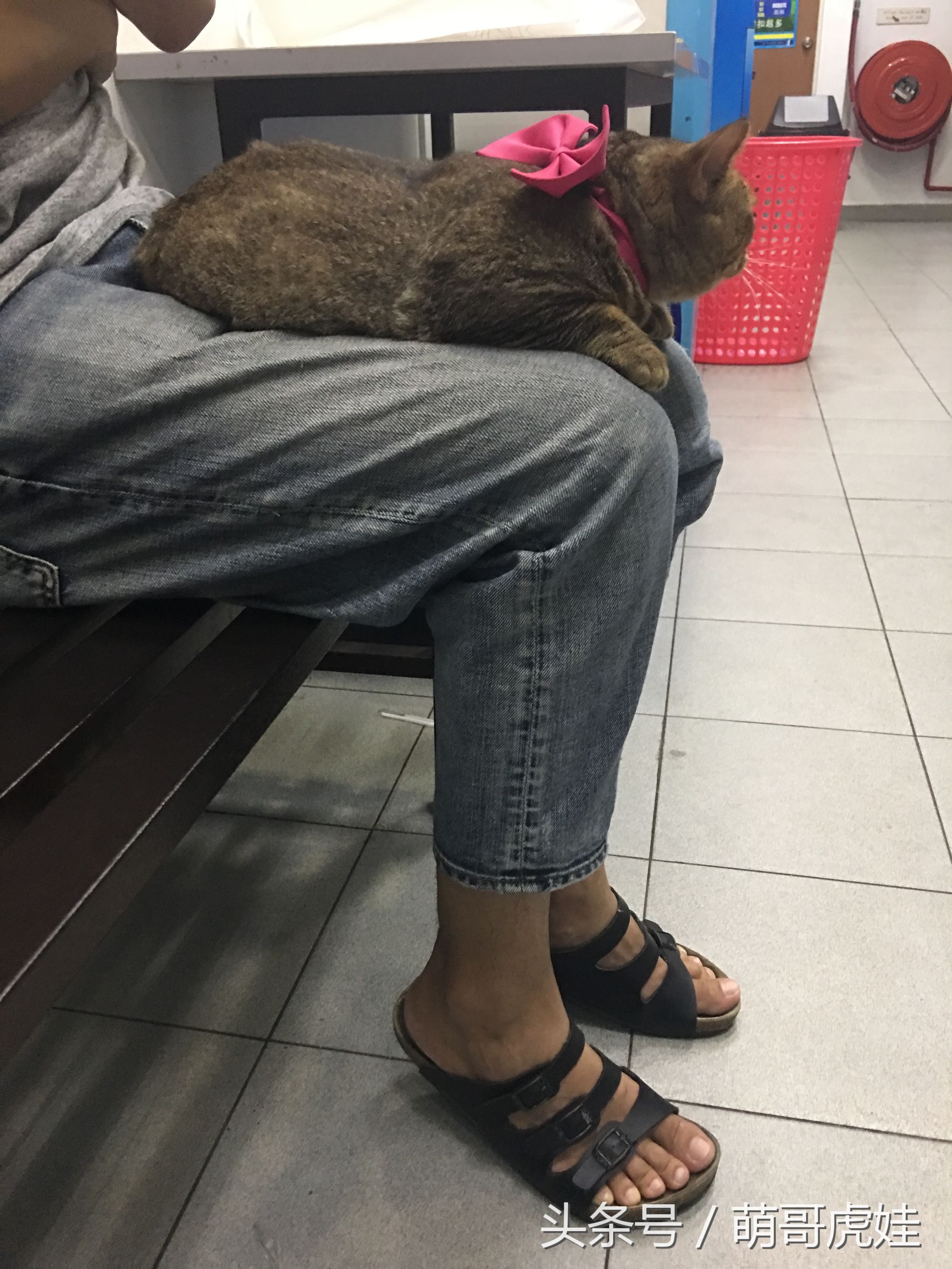 家里的母猫没有怀孕咪咪却变大了，铲屎的：你在外面都干了什么？