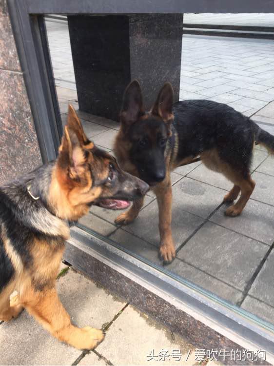 德牧幼犬趴蹄属于什么情况,三个月的幼犬趴蹄啥问题呢