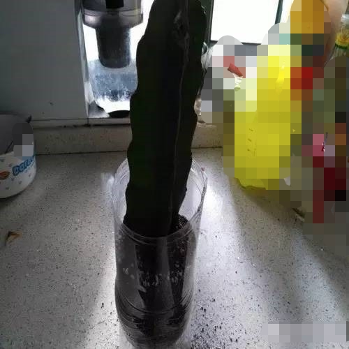 火龙果扦插多久能发芽,第一次种火龙果居然发芽的说说