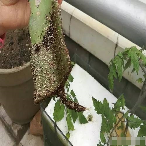 火龙果扦插多久能发芽,第一次种火龙果居然发芽的说说