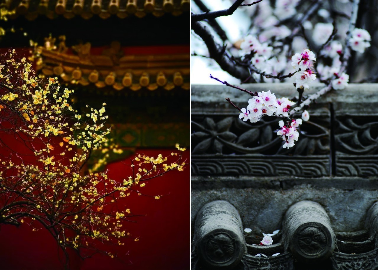 为什么说腊梅是梅花,陆游眼中的梅花是怎样的