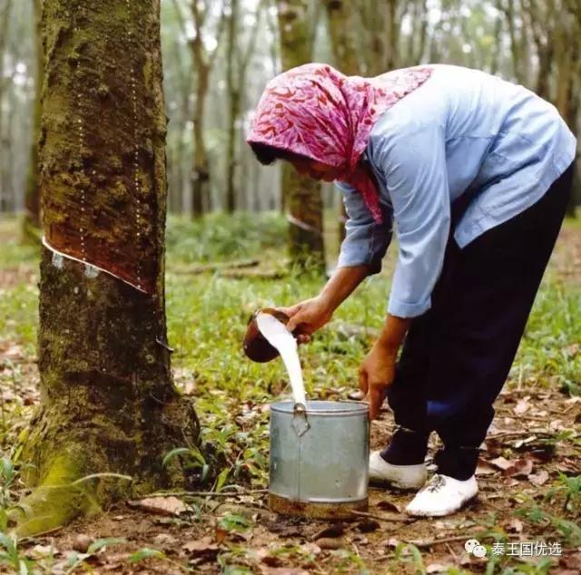 乳胶枕头真假海南,如何鉴别乳胶枕头的真假与好坏