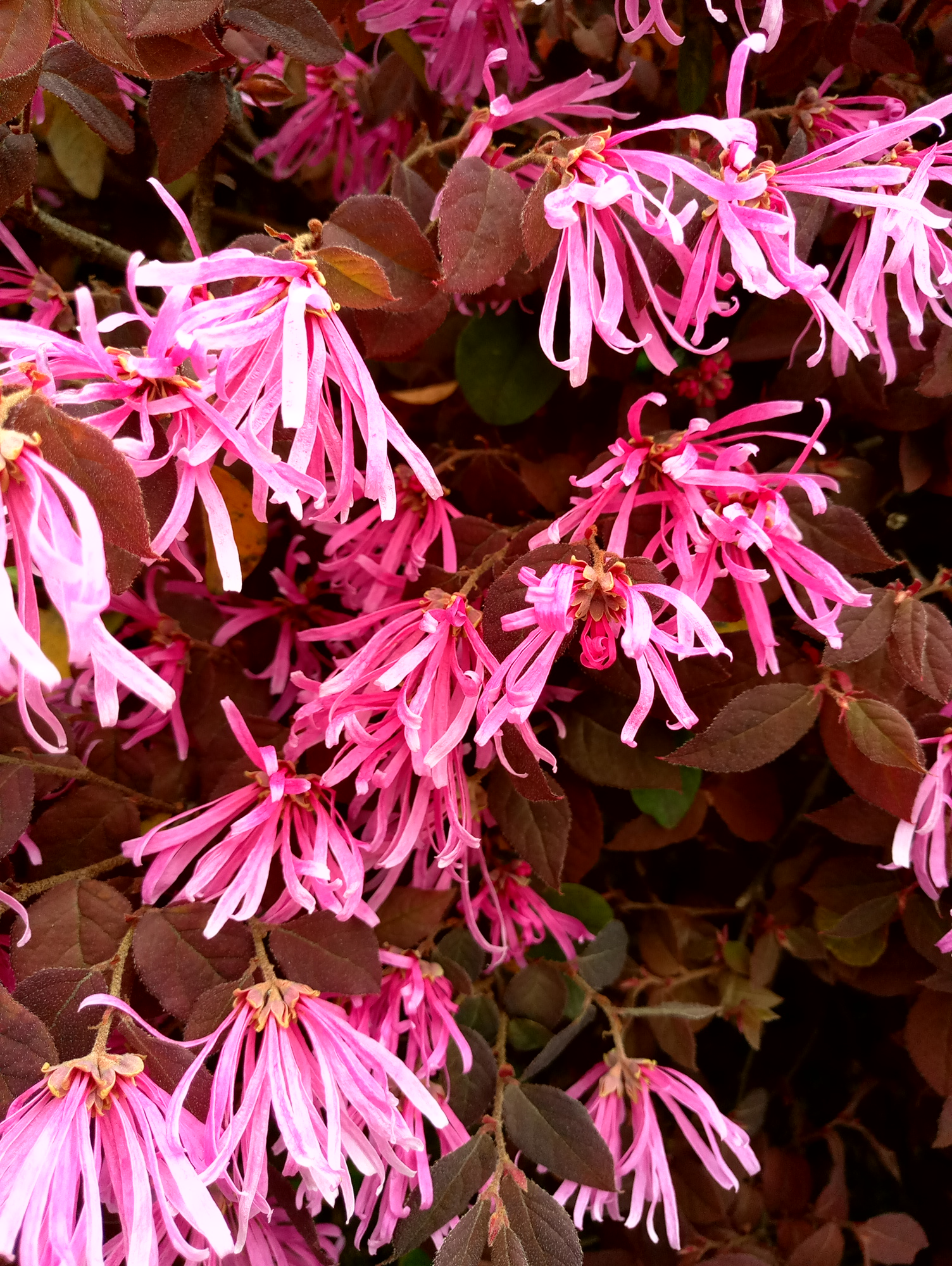 魅族mx6的体验怎么样,魅族mx6深度解析