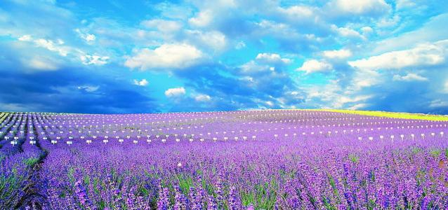 国内薰衣草旅游景点排名前十名,看国内薰衣草去哪里最美