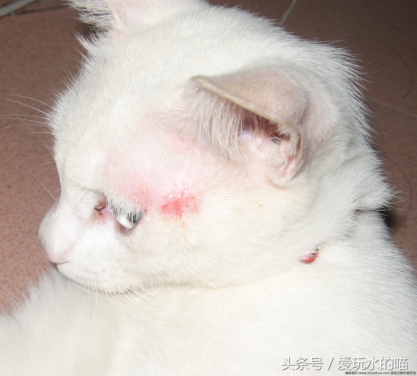 新手养猫怎么预防猫癣加重,养猫知识猫咪伤口抹什么消炎药