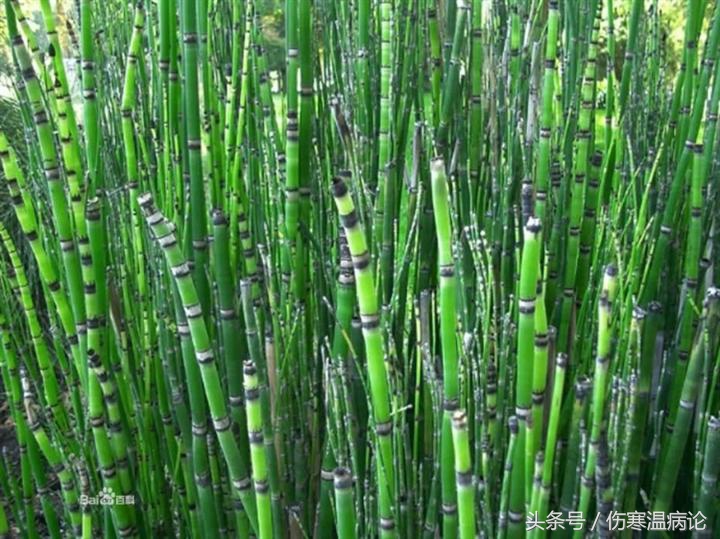 山东济南的当地药材，以章丘为主系列之八木贼，藁本，菊花