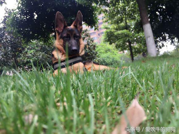 德牧幼犬趴蹄属于什么情况,三个月的幼犬趴蹄啥问题呢