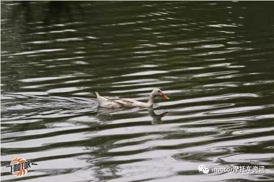 同安五羊本田迅鲨,五羊本田迅鲨爬坡