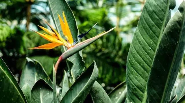 5鏈堜唤鎵︽彃浣曟椂鍙互涓婄泦,澶忓ぉ鎵︽彃鐨勬柟娉曞拰娉ㄦ剰浜嬮」