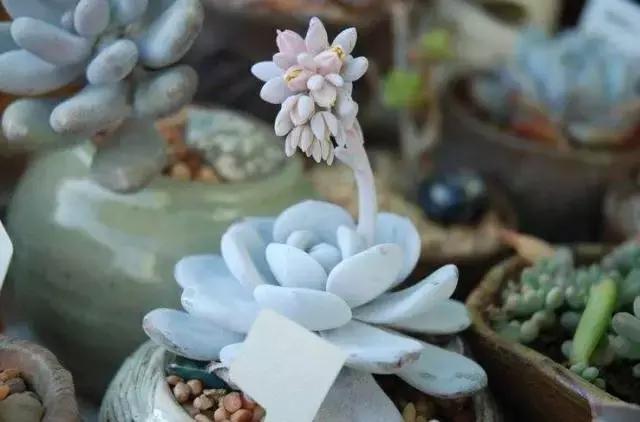 5鏈堜唤鎵︽彃浣曟椂鍙互涓婄泦,澶忓ぉ鎵︽彃鐨勬柟娉曞拰娉ㄦ剰浜嬮」