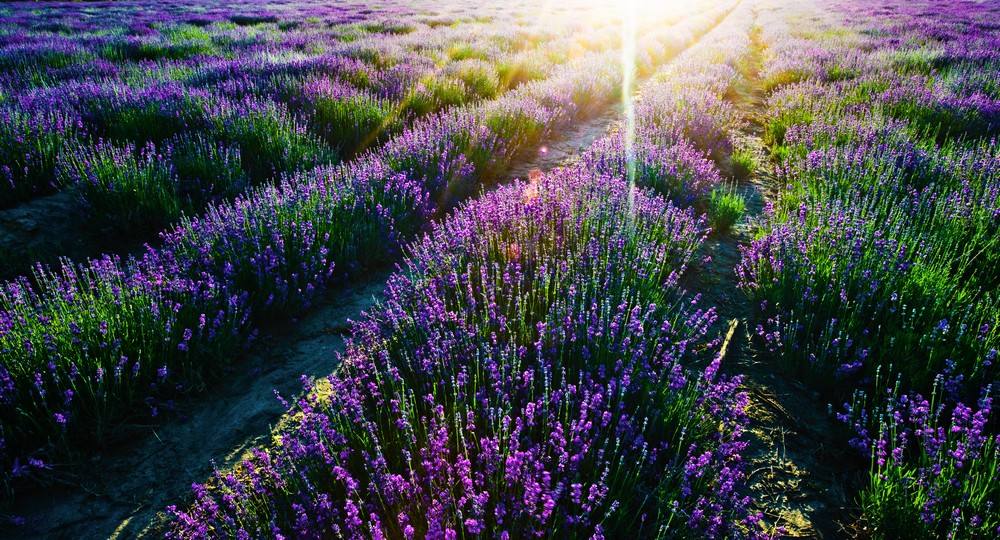国内薰衣草旅游景点排名前十名,看国内薰衣草去哪里最美