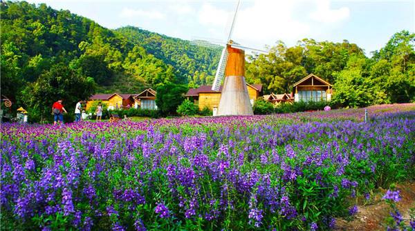 国内薰衣草旅游景点排名前十名,看国内薰衣草去哪里最美