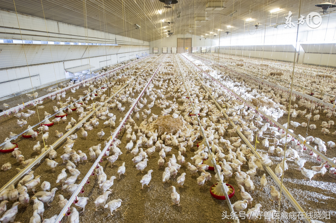 养殖中的常用药有哪些,养殖十大必备药品