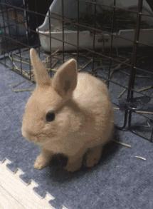 十张搞笑gif图看完可别笑晕了,爆笑十幅gif图