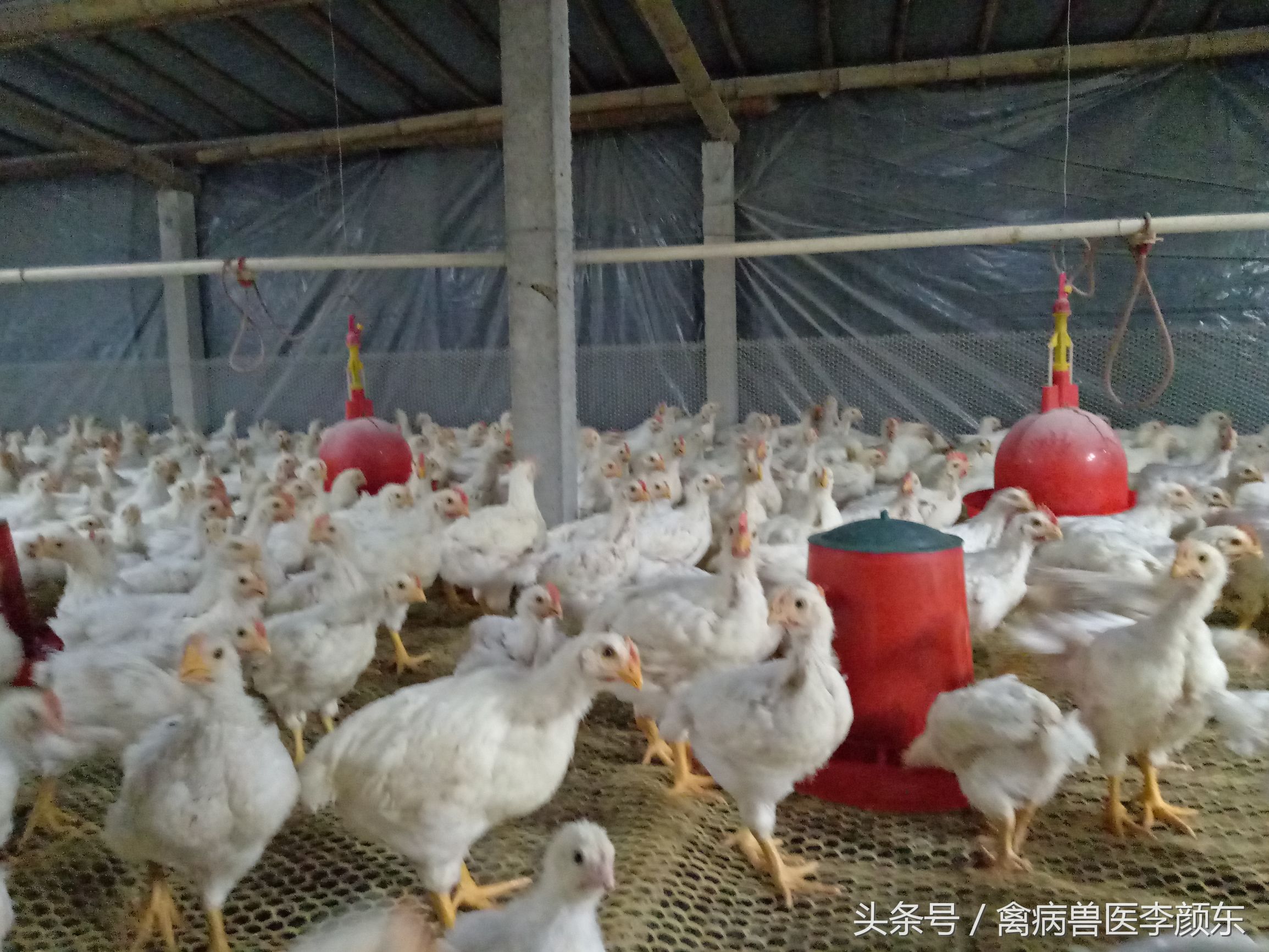 养鸡中暑良方大全,解决鸡中暑的最佳方法