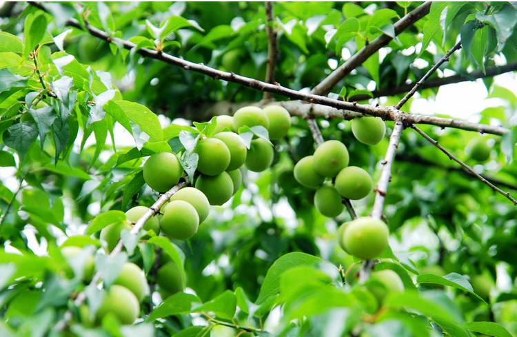 犹忆青梅初熟时诗句,诗词鉴赏临安春雨初霁