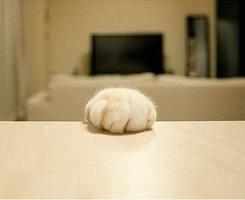 被家里猫咪抓伤了,打过疫苗的猫咪抓伤出血了怎么办