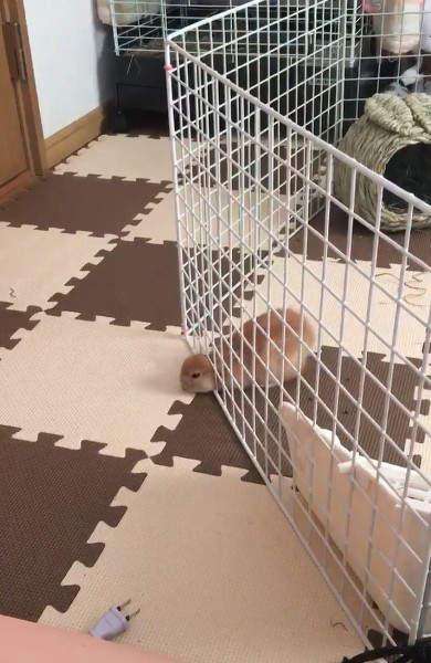 兔子逃脱猎狗成功视频,兔子逃脱了怎么办