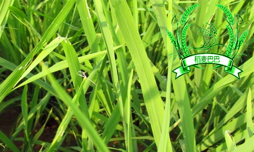 水稻苗期叶片发黄怎么办,水稻秧苗发黄怎么回事
