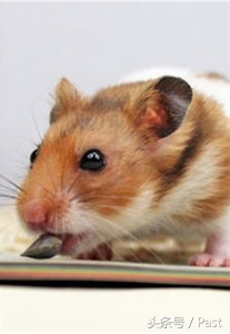 仓鼠求偶的正确方法,萌宠推推