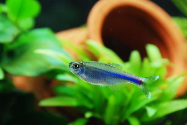 灯鱼适合的造景,灯鱼最简单的造景