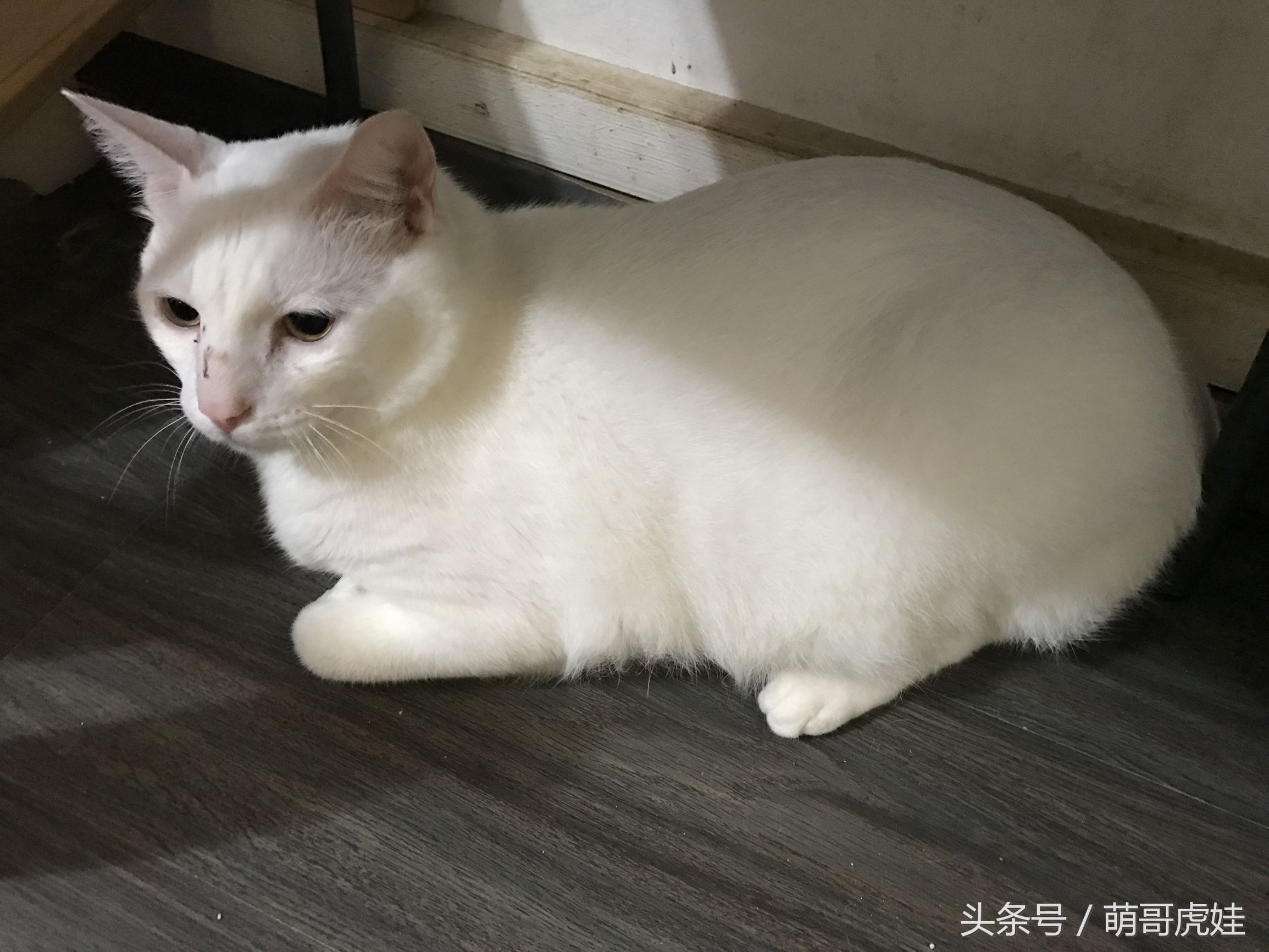 小猫胖胖的不爱动,小猫很胖但是脸却不圆